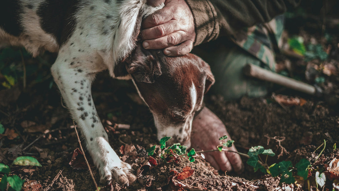 Truffle dog 